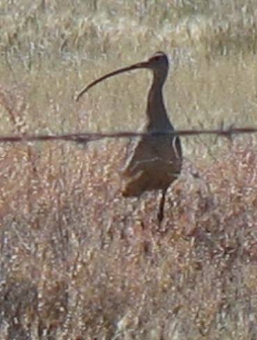 Long-billed curlew in Bear River Migratory Bird Refuge