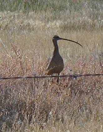 Long-billed curlew in Bear River Migratory Bird Refuge