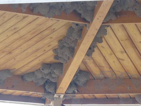 Cliff swallow nest in Bear River Migratory Bird Refuge