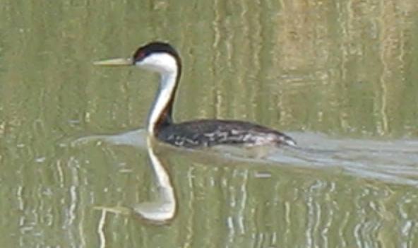 Western greebe in Bear River Migratory Bird Refuge
