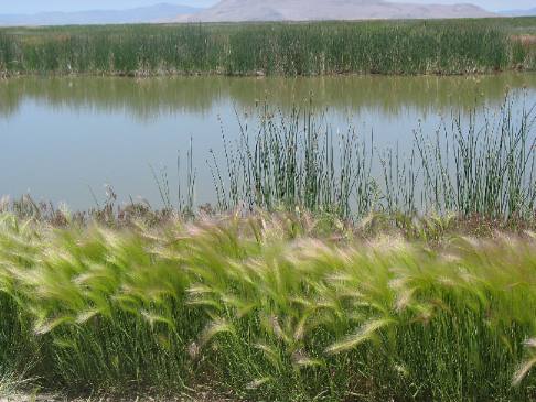 Bear River National Migratory Bird Refuge