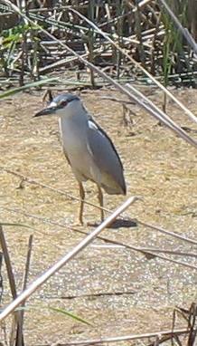 Black crowned night heron