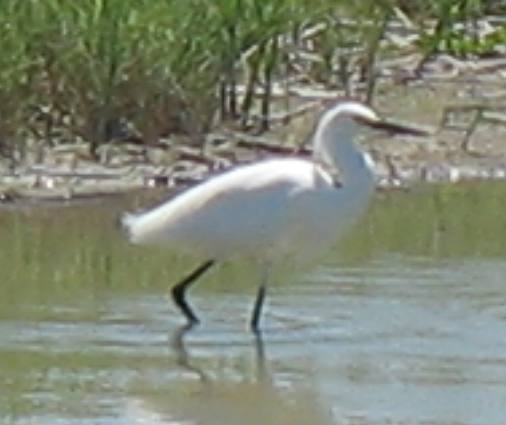 Snowy egret