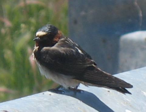 Cliff Swallow