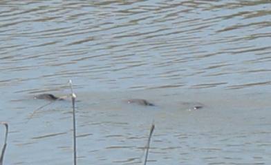 Carp in shallow water in Bear River National Migratory Bird Refuge