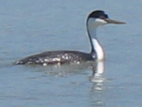 Western greebe in Bear River National Migratory Bird Refuge