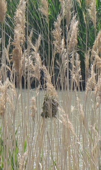Marsh wren nest in Bear River National Migratory Bird Refuge