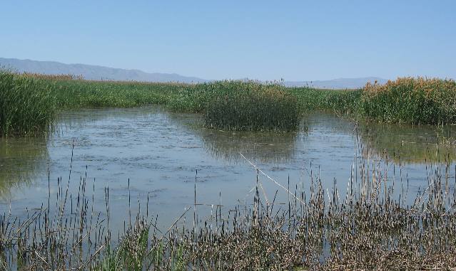 Bear River Migratory Bird Refuge