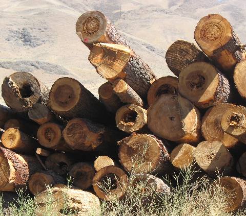 Logs at Wilma Port Facility near Clarkston, Washington