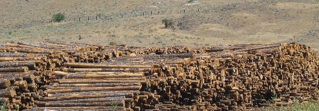 Logs at Wilma Port Facility near Clarkston, Washington