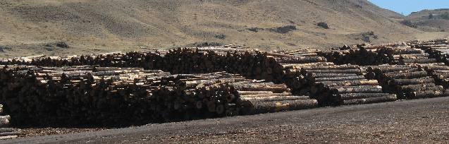 Logs at Forest Products Operation Wilma Port Facility near Clarkston, Washington