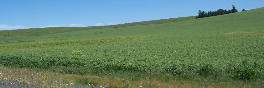 Peas or beans on a Palouse Region farm operation