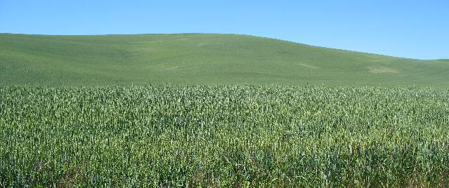 Grain in the Palouse Region of Washington