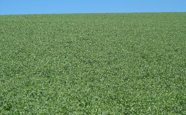Peas to the horizon in the Palouse Region of Washington