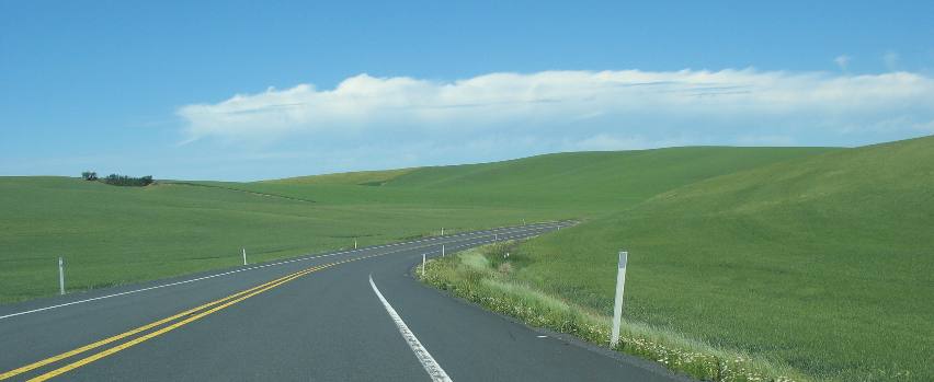 Peas to the horizon in the Palouse Region of Washington