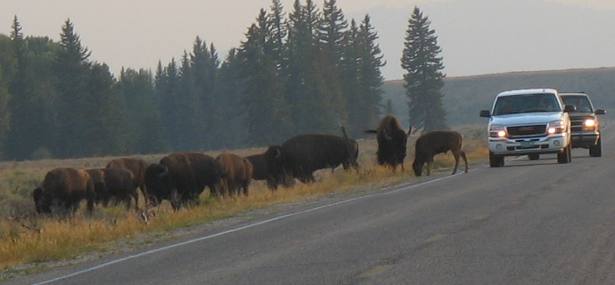 Buffalo crossing Gros Ventre Road near the campground