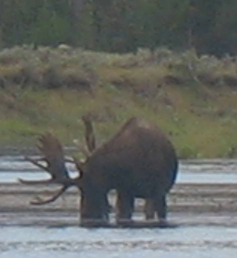 Large bull moose at Ox Bow Bend