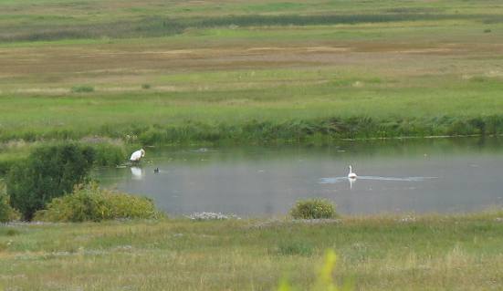Trumpeter Swans at Tourist Information Center in Jackson, Wyoming