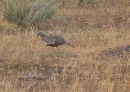 Sage Grouse on Antelope Flats in Grand Teton National Park
