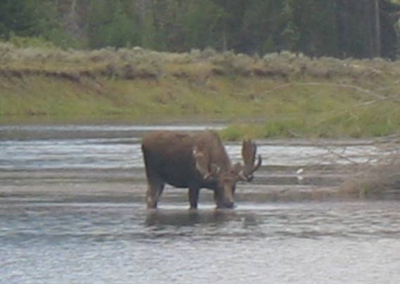 Grand Teton National Park Bull Moose