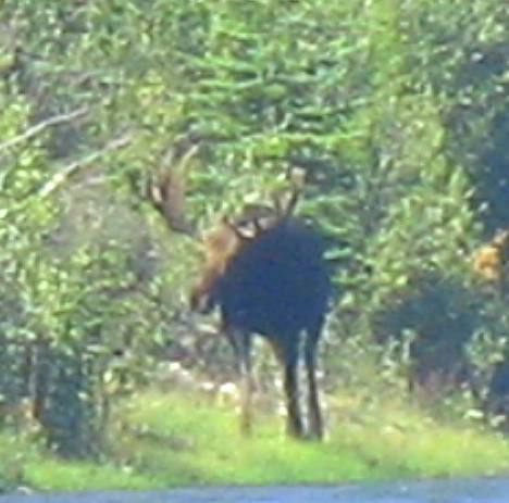 Grand Teton National Park Moose