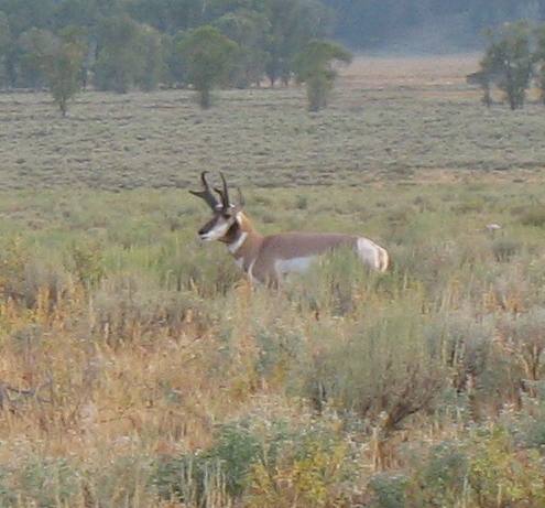 Pronghorn antelope in Antelope Flats near Mormon Row and the small town of Kelly, Wyoming