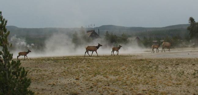 Elk herd near Old Faithful