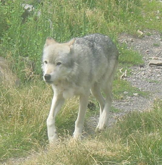 Gray wolf at Grizzly & Wolf Center in West Yellowstone, Montana