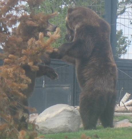 grizzly bears on display at the Grizzly and Wolf Center