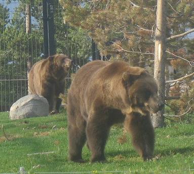 Grizzly and Wolf Center in West Yellowstone, Montana