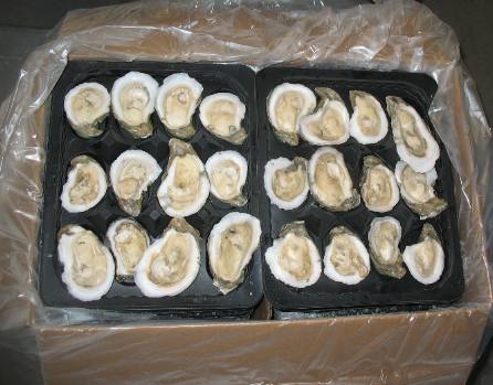 Flash Frozen Apalachicola oysters