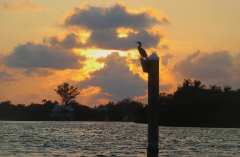 Cormorant on Roost at Galati Docks Anna Maria Island