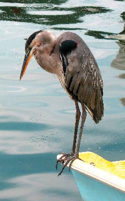 Great Blue Heron Galati Docks Anna Maria Island
