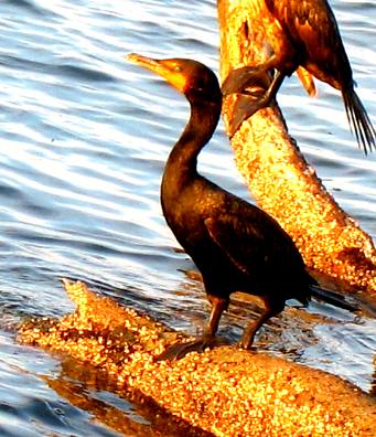 cormorant at Galati Docks Anna Maria Island