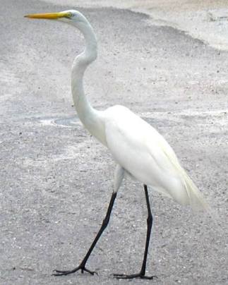 Great egret Anna Maria Island