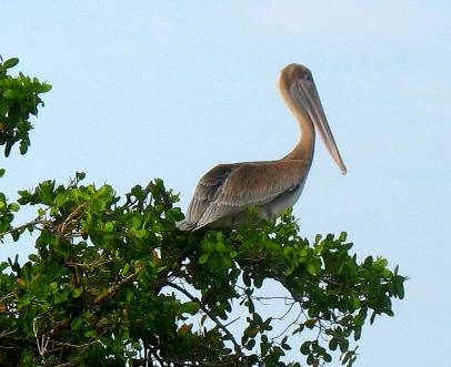 roosting pelican at Galati Dock on Anna Maria Island