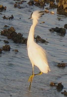 Snowy egret Galati Docks Anna maria island