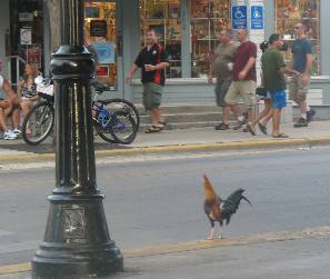 Feral chicken Key West