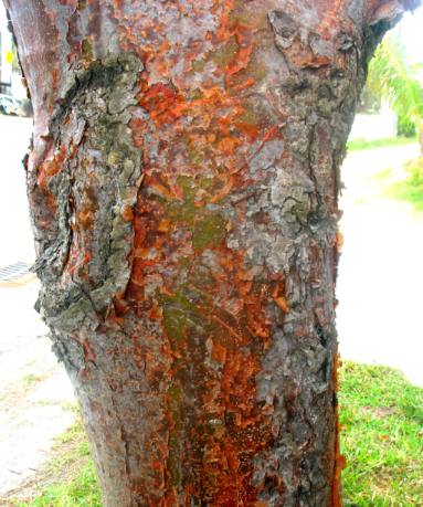 Tourist Tree