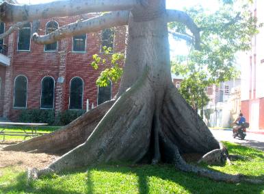 Famous Kapok Tree Key West