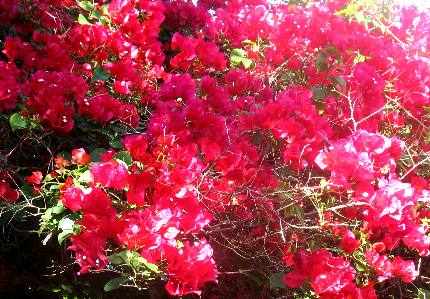 Bougainvillea