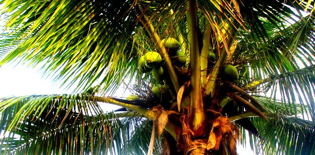 Coconut Palm