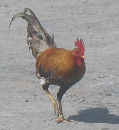 Feral Chicken on Stock Island