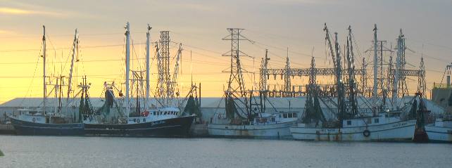 Gulf Shrimp boats on Stock Island