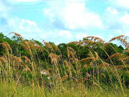 sea oats St Andrews State Park