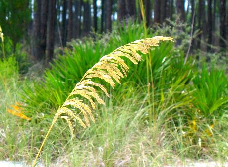 sea oats St Andrews State Park