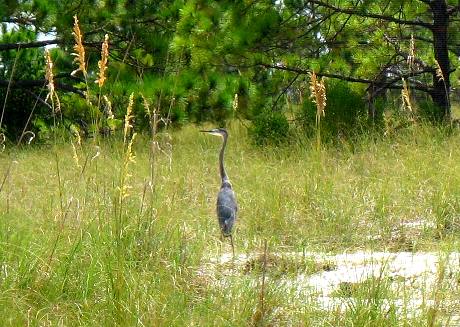 Great blue heron St Andrews State Park