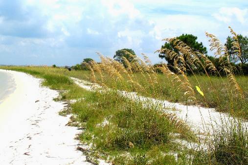 sea oats St Andrews State Park