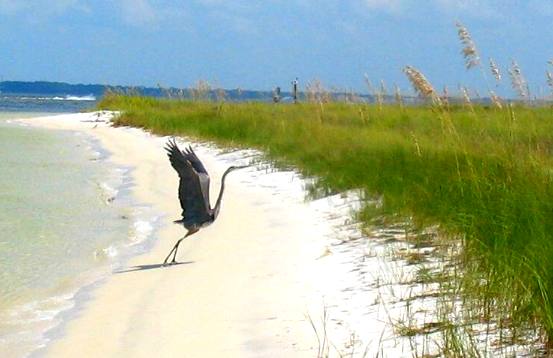 great blue heron St Andrews State Park
