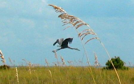 sea oats in St Andrews State Park